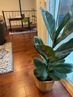 Beautiful fiddle leaf fig plant