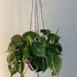 Brazil Philodendron 