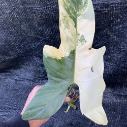 Philodendron Bipennifolium Variegated Violin Node Cutting Rooted With New Growth 