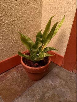 Snake plant - pending
