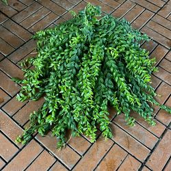 Japhrolepis Lipstick Plant