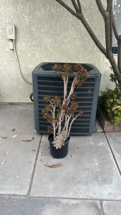 SUCCULENT