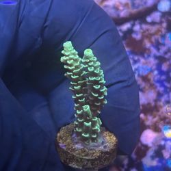 Indo Tenuis sPS Acro Decor Display