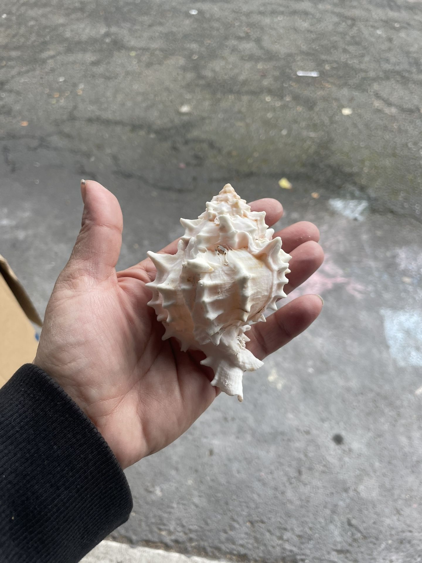 Beautiful Shells