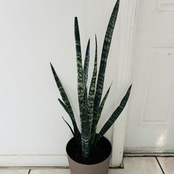 Snake Plant 