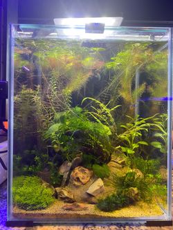New aquael 5.28 gallon as pictured aquascape planted fish tank aquarium.