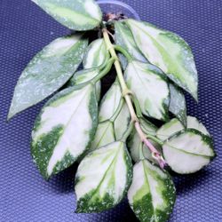 Hoya Nabawanensis Variegated 