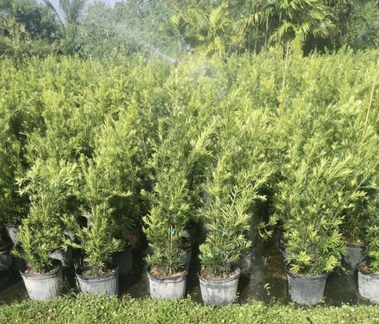 Podocarpus Privacy Plant 7g full size