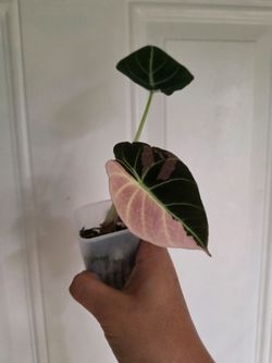 Alocasia Pink Black Velvet