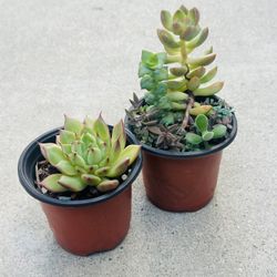 Succulents plants 🪴（2 for $5）