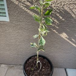 Rare Variegated Cara Cara Orange Tree