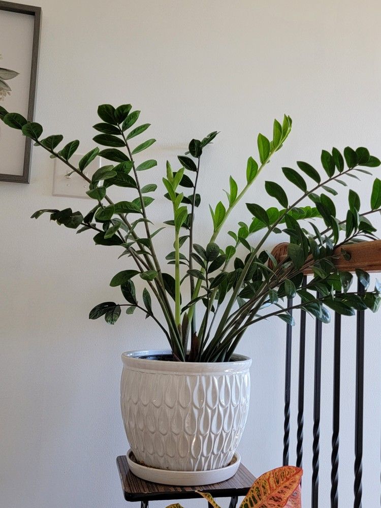 ZZ  Indoor Plant Without Pot