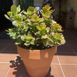 Mini Jade Plant Succulent 
