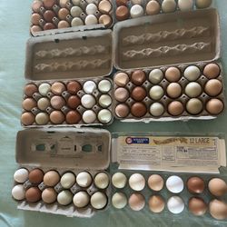 FRESH EGGS