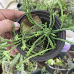 Medusa Plants Ready To Replant 