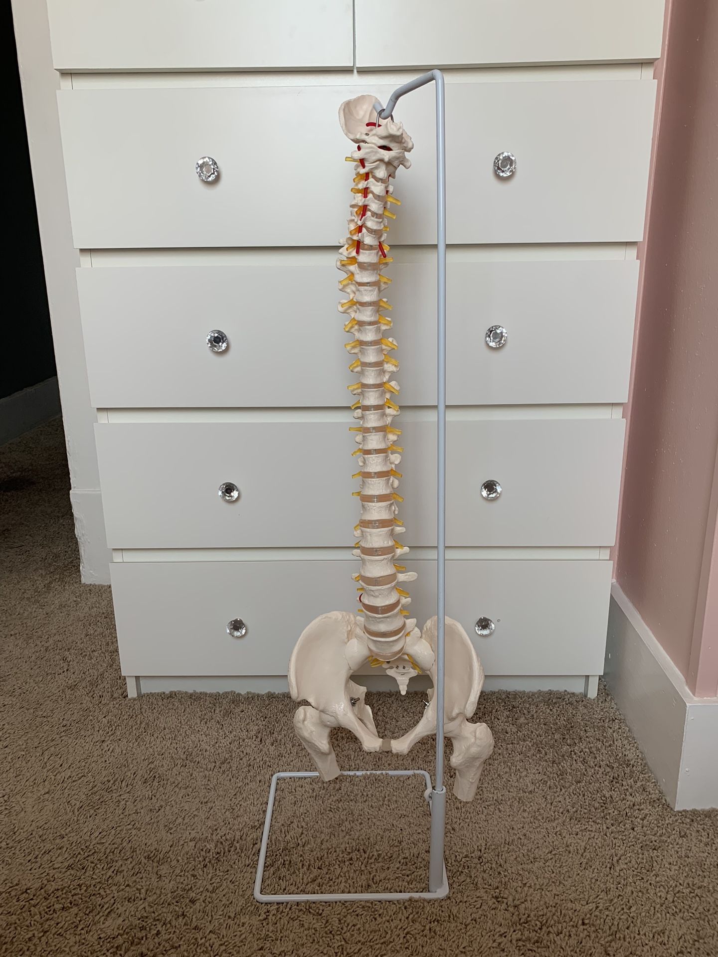 Spine Bone Model 