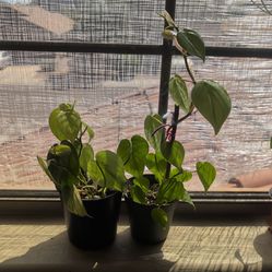 Heartleaf Philodendron