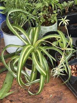 Indoor Outdoor Cactus And Suclents All Available Now 