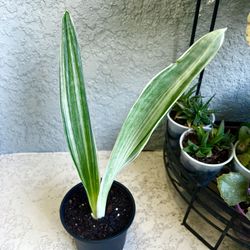 Sansevieria Bantel’s Plant 