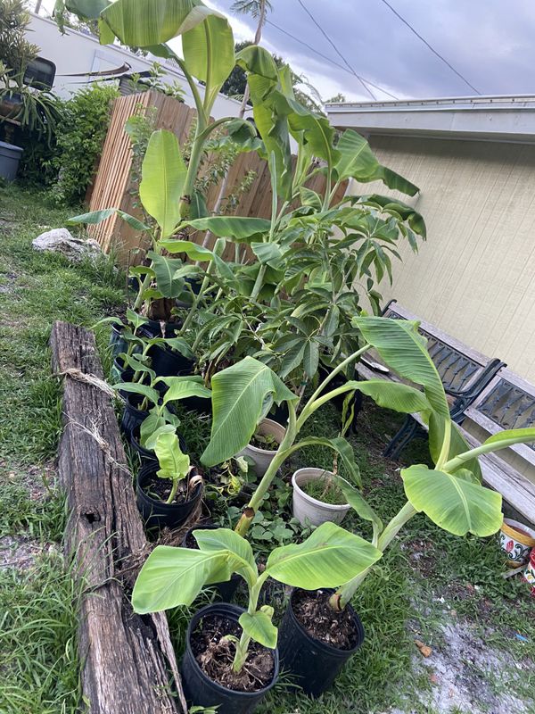 Manzano Banana Plants also known as apple banana for Sale in Tampa, FL OfferUp