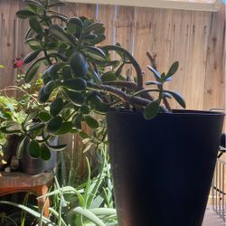 Jade Indoor Plant 