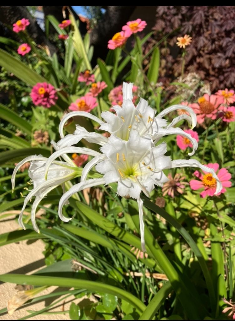 Peruvian Sea Daffodil Plants