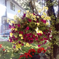 X- Large Flower Hanging Basket