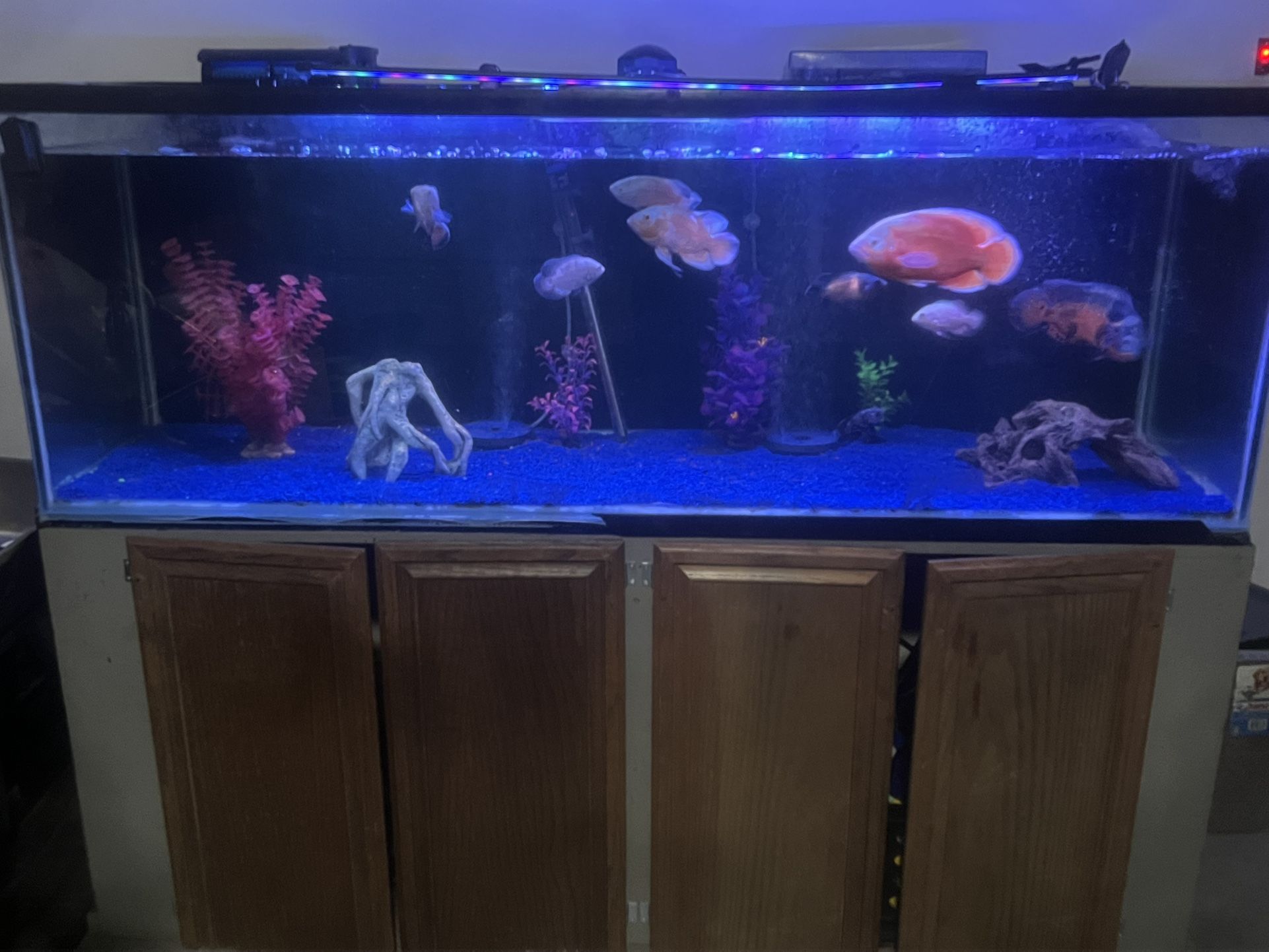 Fish Tank