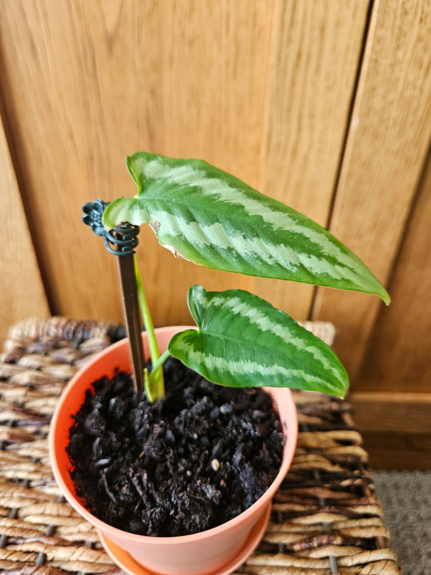 Schismatoglottis wallichii ( Drop Tongue Plant)