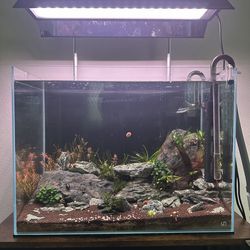 UNS 60T - Full Aquarium/Fish tank setup - NEED GONE