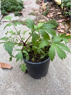White Mugwort - Artemesia Lactiflora