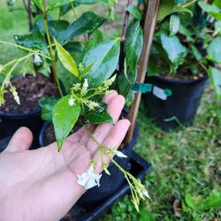 Star Jasmine- Vining Plant