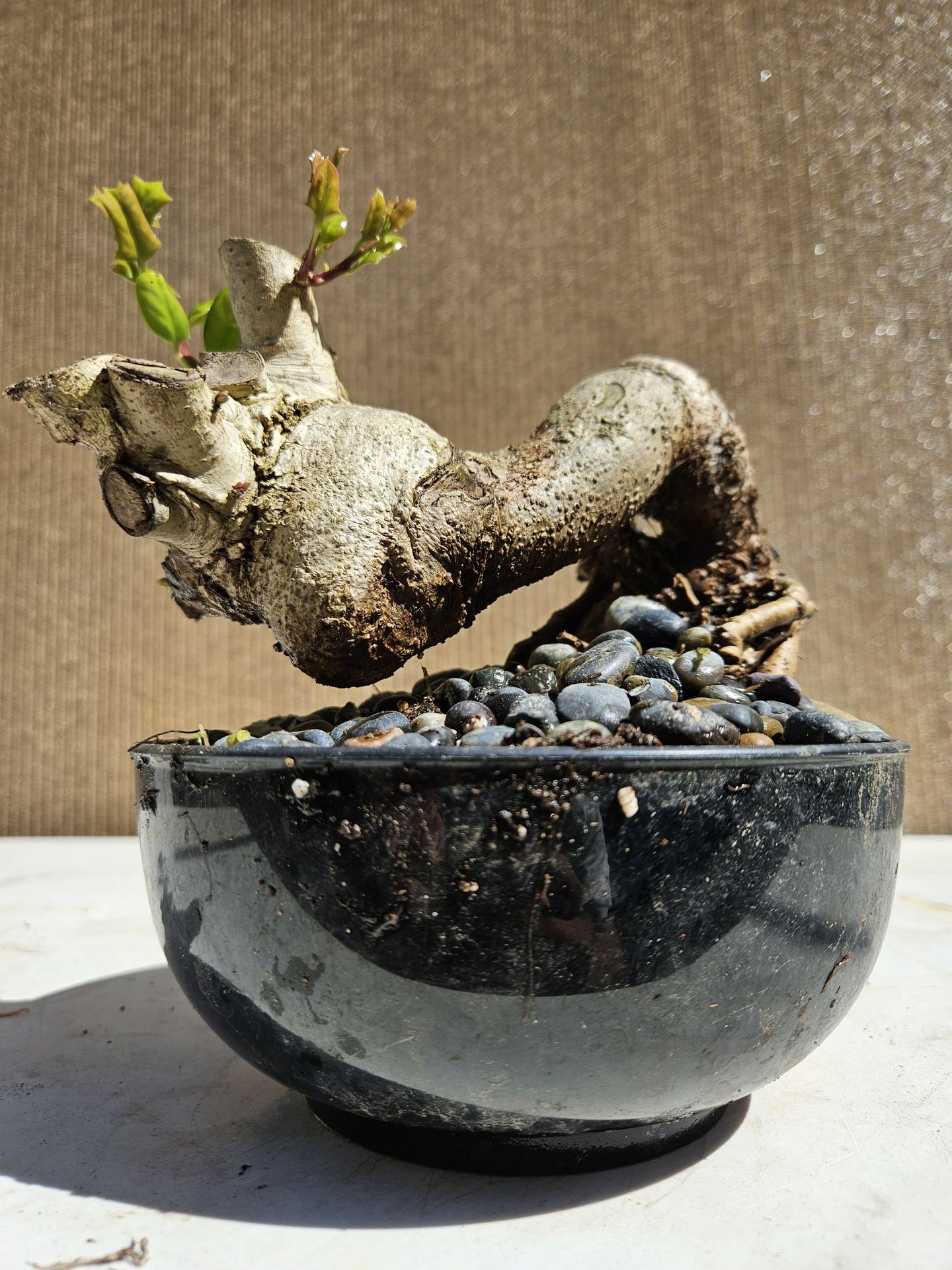 Old Chinese Holly Bonsai Tree