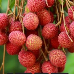 Lychee Litchi Chinesis Vai Thieu Starter Plant 1 Ft Ready To Grow