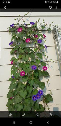 morning glory plants