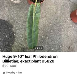 Huge 9-10” leaf Philodendron Billietiae; exact plant 95820