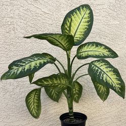 Dieffenbachia Compacta Tropical Snow