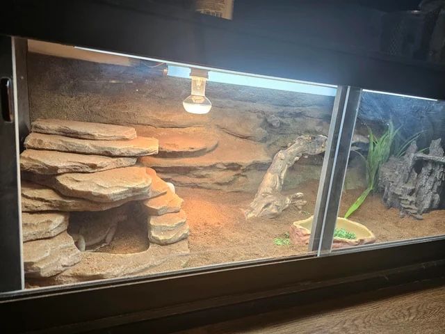 Anyone interested in a bearded dragon