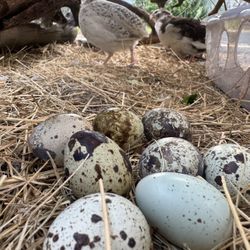 Chicken And Quail Eggs