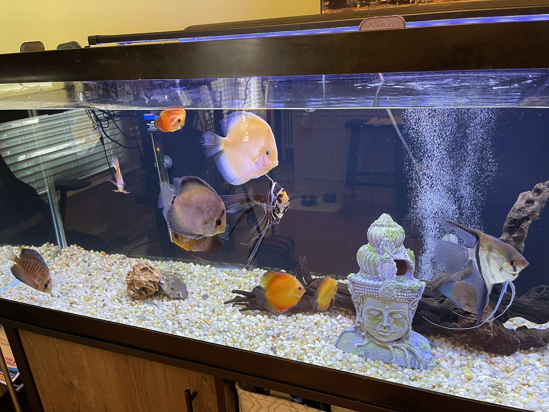125 Gallon Aquarium Includes Everything! for Sale in Alpharetta, GA
