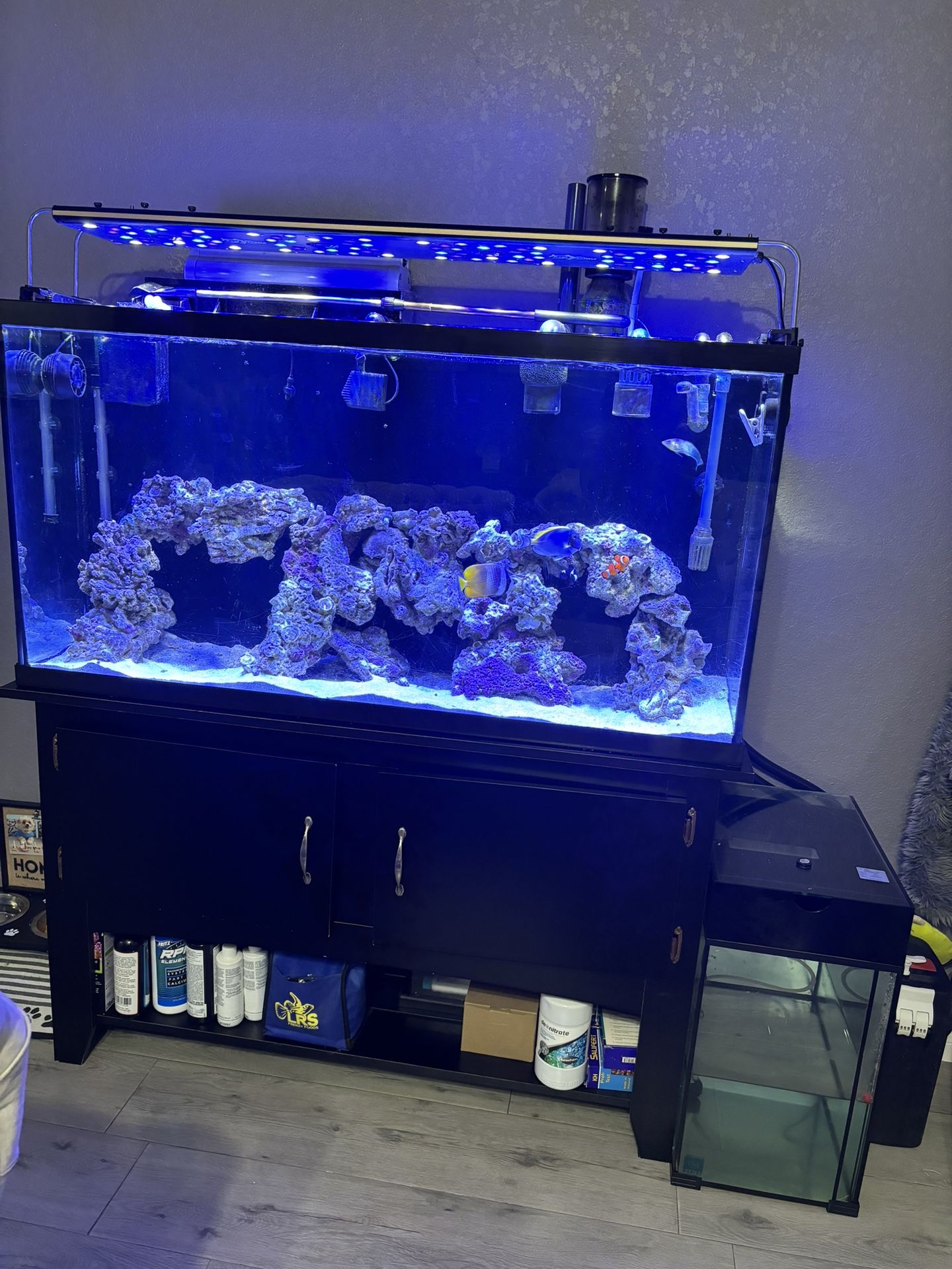 Saltwater Fish Tank 