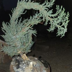 Beautiful bonzai juniper in antique terracotta pot