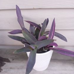 Tradescantia Pink Stripe Plant 🪴 