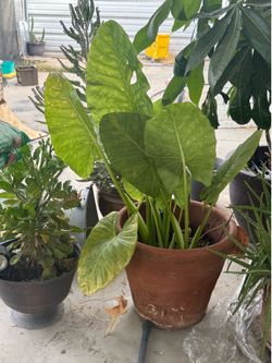 Terracotta pot with elephant ears big plant must take all 75:00
