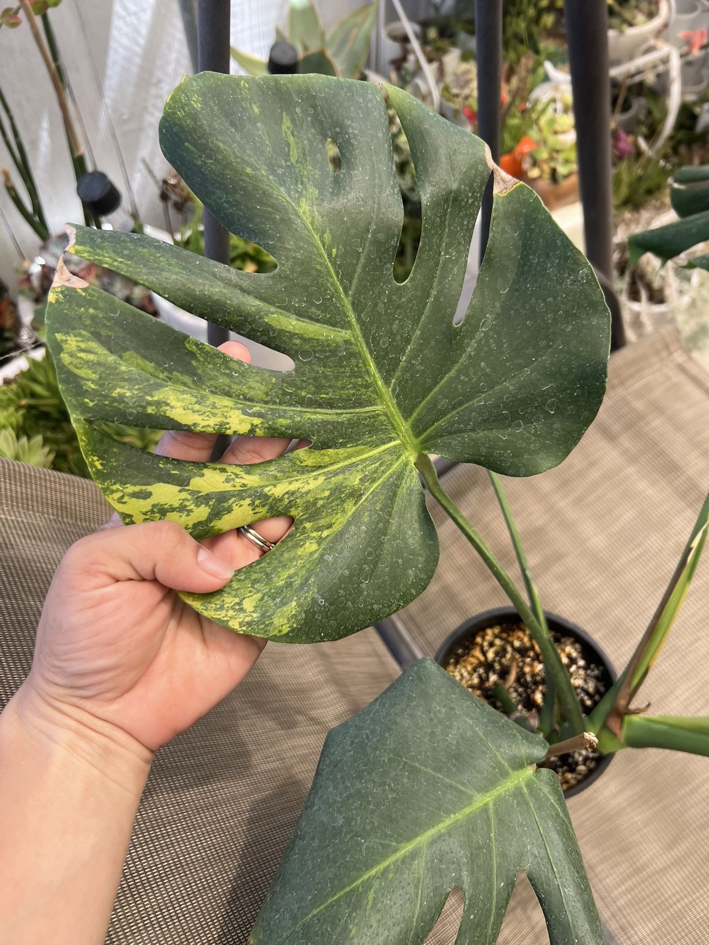 Variegated Monstera
