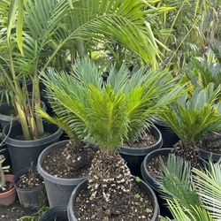 Sago Palm 