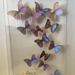 Butterfly Artwork - Real Butterflies Signed