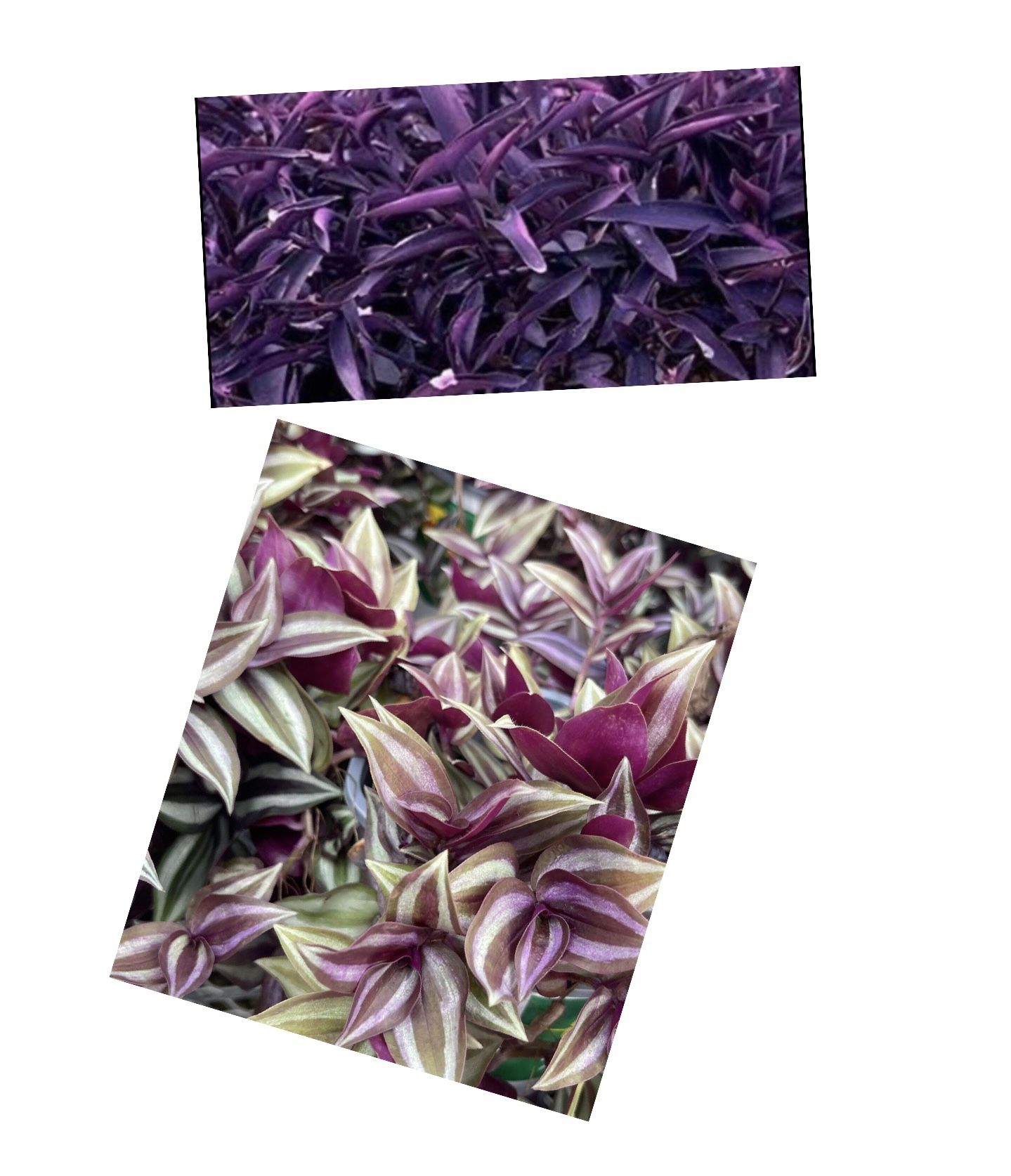 Purple Heart Tradescantia Pallida Succulent Plant 10 cuttings rooted From Each Variety