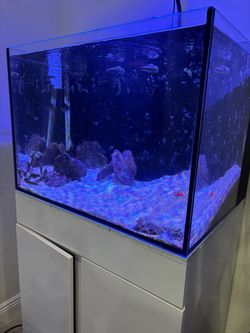55 Gallon Saltwater tank