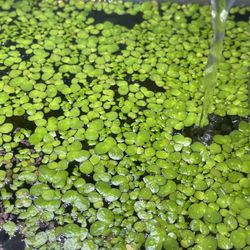 Duckweeds For Fish Tank 